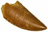 Serrated Raptor Tooth - Real Dinosaur Tooth #370286-1